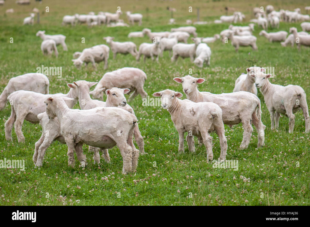Sheared sheep hires stock photography and images Alamy