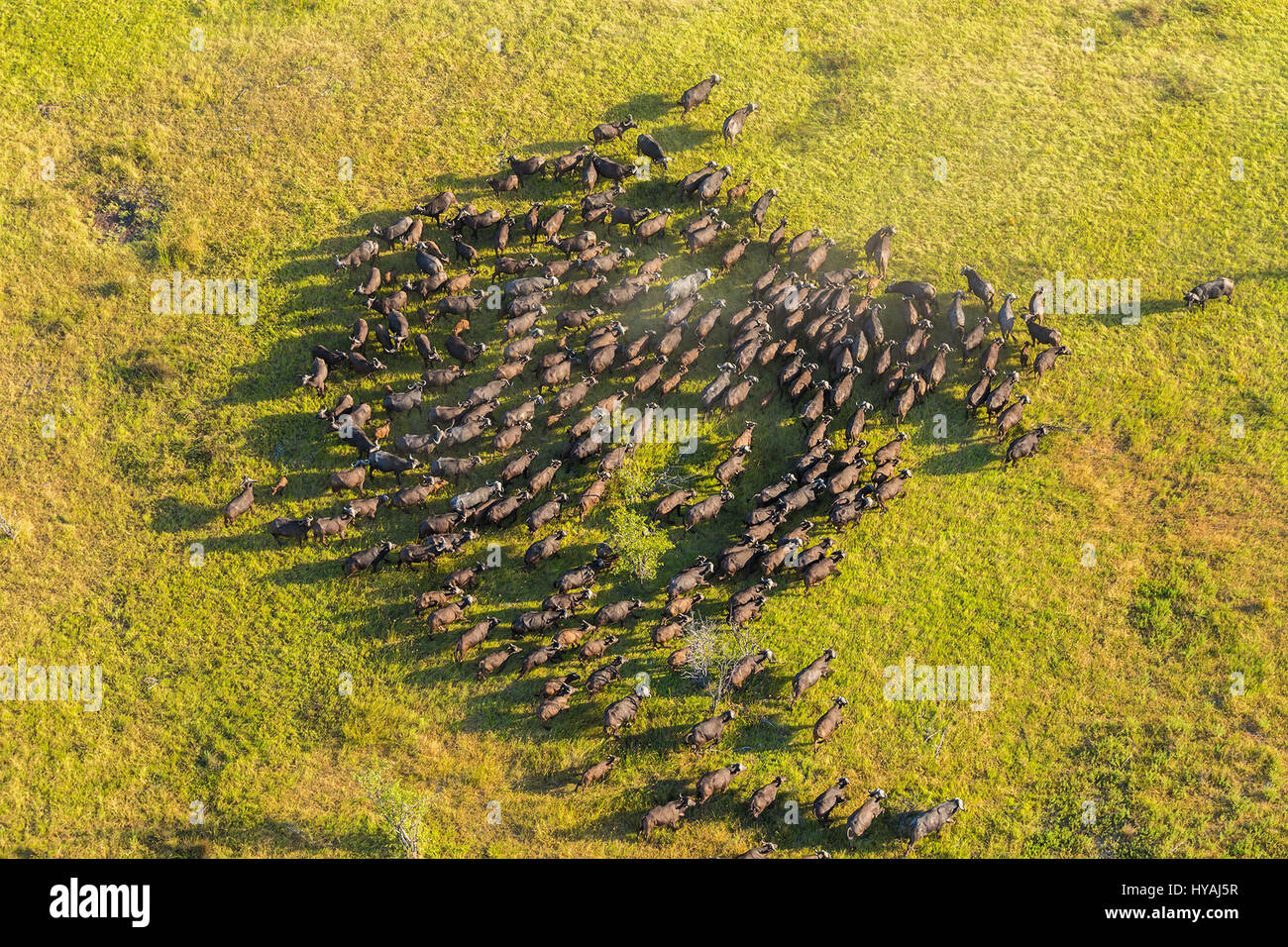 OKAVANGO DELTA, BOTSWANA: BIG GAME animals have been made to look like tiny insects in these awe-inspiring aerial shots taken by a British photographer. From swirling wildebeest to a tower or herd of giraffes marching along single file, happy hippos having a swim and a solo elephant wanting a bit of alone time, these pictures give a different perspective on ‘big game’ life on the Okavango Delta, Botswana. London-born photographer Peter Adams (56) was able to snap these amazing shots by leaning out of a Robinson R44 helicopter with the door removed for greater access. Stock Photo