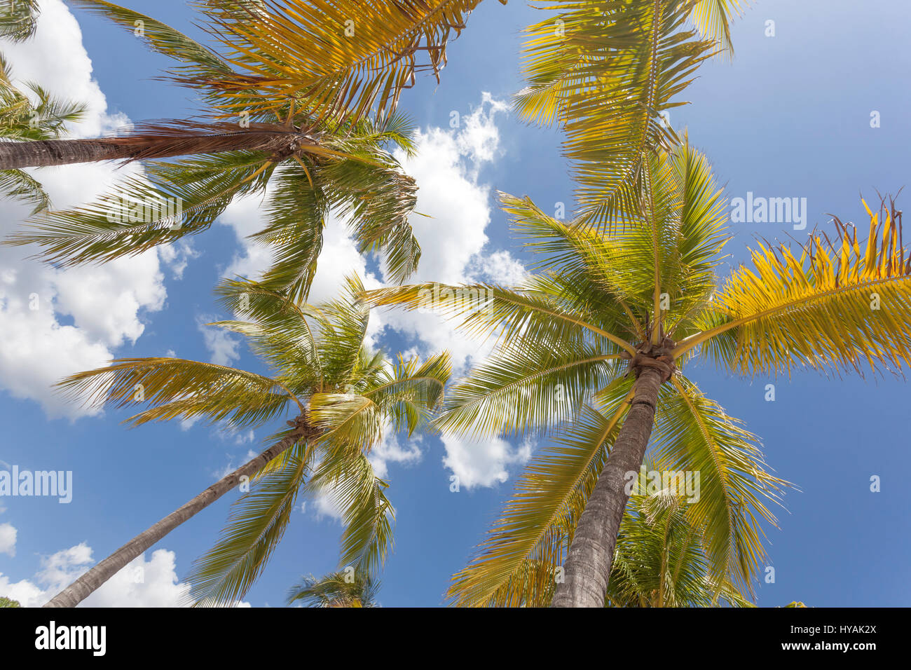 Coconut palm trees in a tropical paradise Stock Photo
