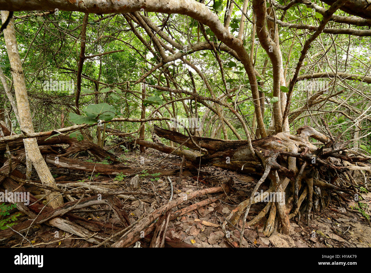 Confusion of trees and roots in the Península de Zapata National Park on the south coast of Cuba Stock Photo