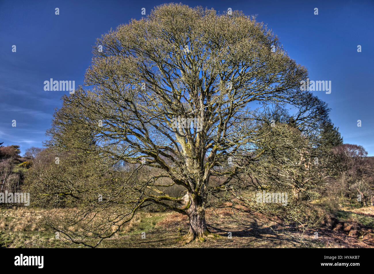 Symmetrical tree hi-res stock photography and images - Alamy