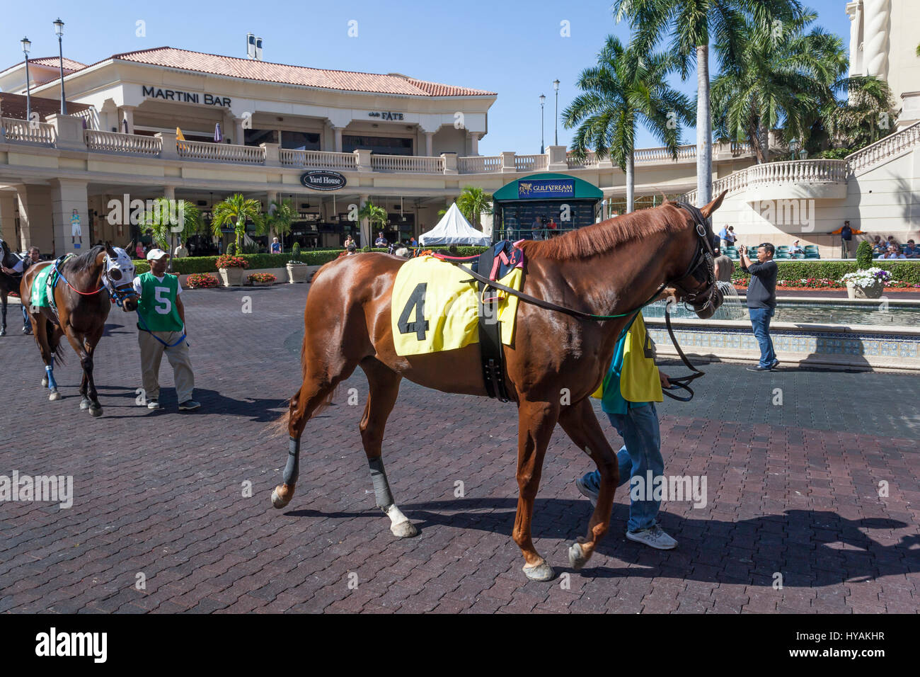 HALLANDALE BEACH, USA - MAR 11, 2017: Racing horses at the Gulfstream Park race track in Hallandale Beach, Florida, United States Stock Photo