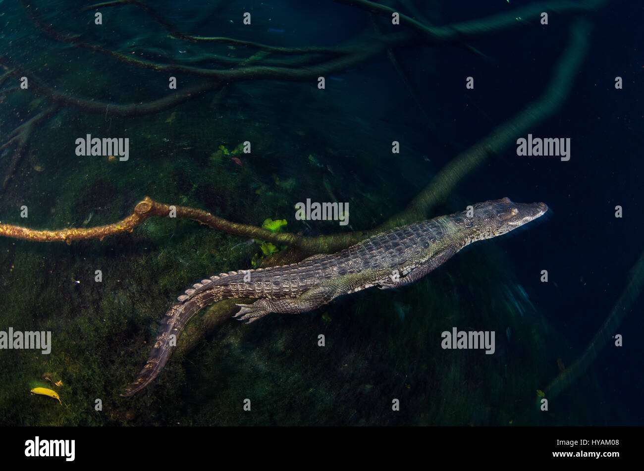 CANCUN, MEXICO: A BRAVE nature photographer plunged into 25-feet of ...