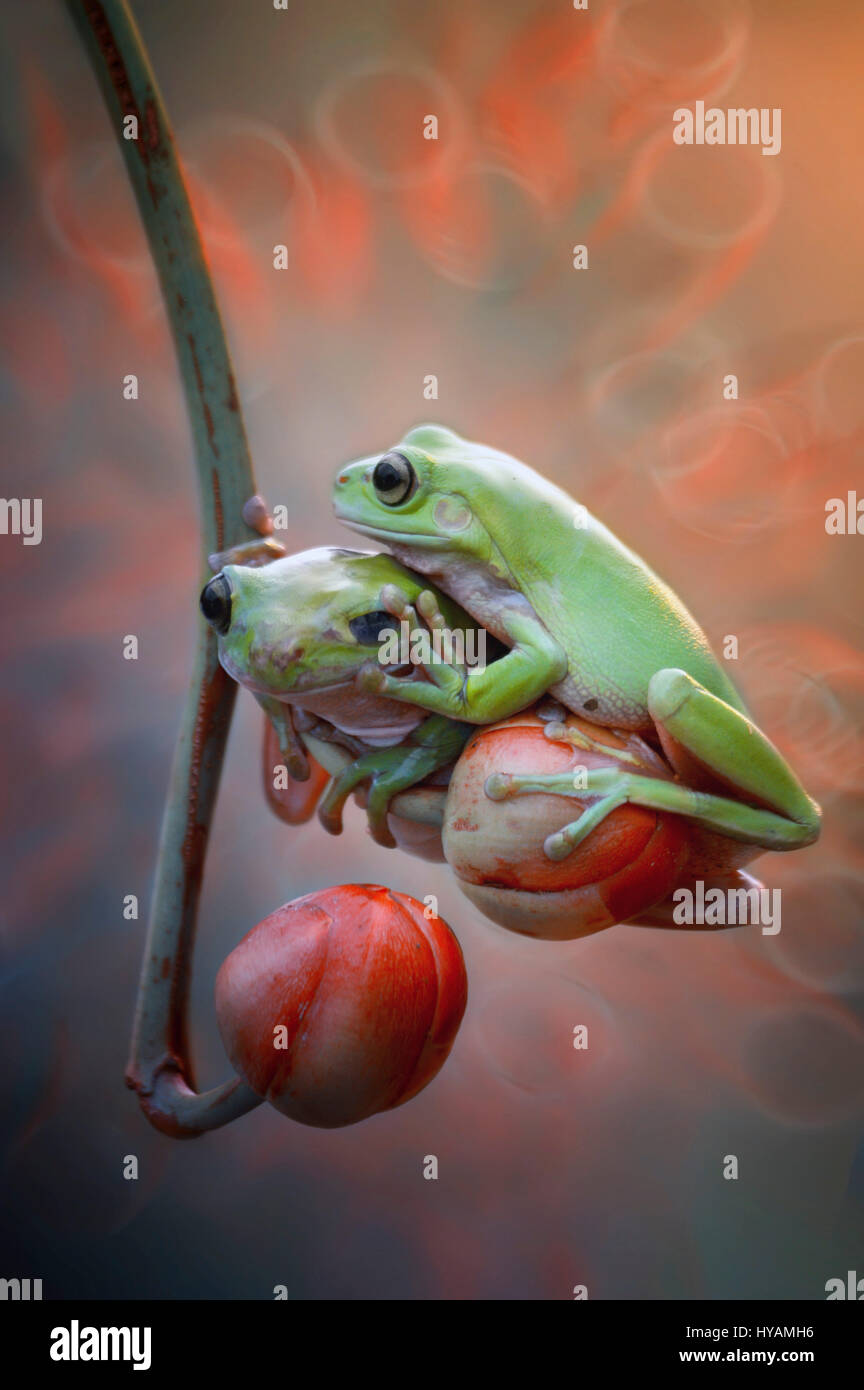 Crazy Frog Stock Photo - Download Image Now - Accidents and Disasters,  Amphibian, Animal - iStock