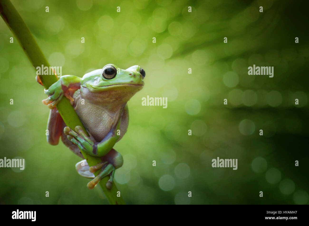 BORNEO, INDONESIA: THREE CRAZY frogs look like they are competing to ...