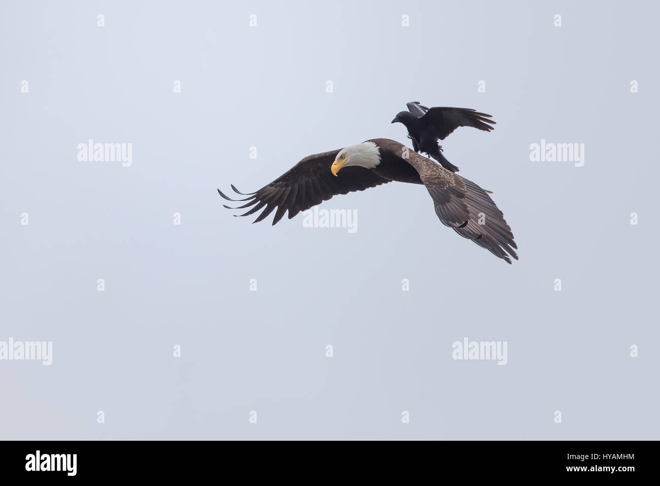 Crow friends hi-res stock photography and images - Page 2 - Alamy