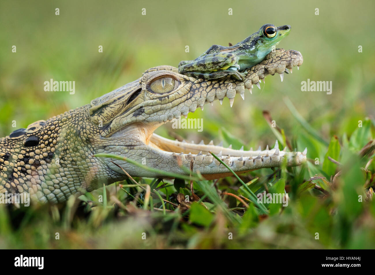 WEST KALIMANTAN, INDONESIA:  A JAWSOME friendship has been struck up between a frog and a crocodile. The unlikely pair have been SNAPPED looking very relaxed in each other’s company, enjoying a lazy sunny afternoon. The pair look completely at ease with each other creating quite a surprising scenario which lasted over five-minutes.  Crocodiles can quite happily munch on a frog for a quick snack, but on this occasion the reptile seemed happy to enjoy the amphibian’s company.  The intrepid frog can be seen making his way up the back of the crocodile and eventually resting up on the tip of the cr Stock Photo