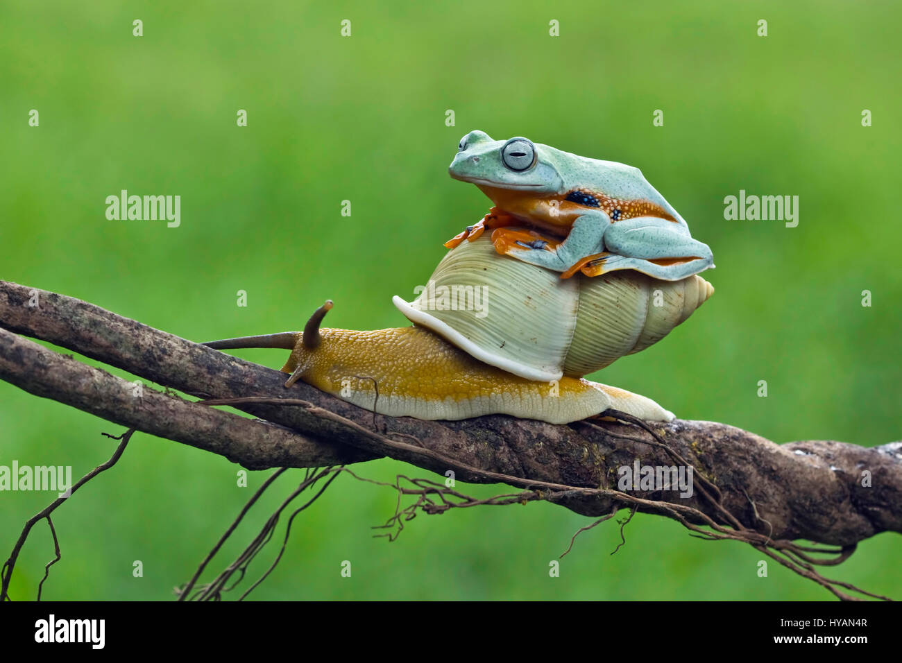 CILEDUG, INDONESIA: COULD THIS Kermit spotted hitching a lift up a branch on the back of a SNAIL be the world’s laziest frog?  Going nowhere in a hurry, this friendly Javan Tree frog can be seen casually hopping aboard the slow-paced snail who like a lonely highway trucker is only too happy to have the company.  These cute critters chew the fat until froggy reaches his destination and alights at the top of the branch. Creative Designer and amateur photographer Kurit Afsheen (34) was able to capture this special sequence while out in his back garden in Ciledug, Indonesia. Stock Photo