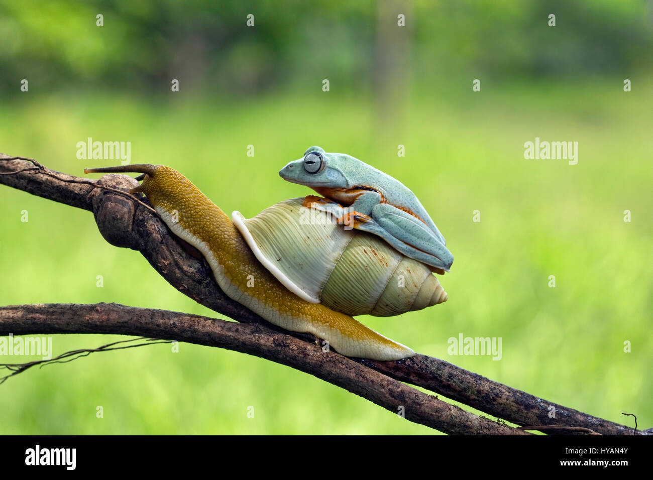 CILEDUG, INDONESIA: COULD THIS Kermit spotted hitching a lift up a branch on the back of a SNAIL be the world’s laziest frog?  Going nowhere in a hurry, this friendly Javan Tree frog can be seen casually hopping aboard the slow-paced snail who like a lonely highway trucker is only too happy to have the company.  These cute critters chew the fat until froggy reaches his destination and alights at the top of the branch. Creative Designer and amateur photographer Kurit Afsheen (34) was able to capture this special sequence while out in his back garden in Ciledug, Indonesia. Stock Photo