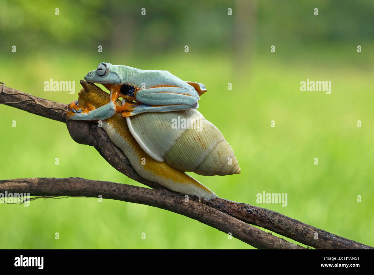 CILEDUG, INDONESIA: COULD THIS Kermit spotted hitching a lift up a branch on the back of a SNAIL be the world’s laziest frog?  Going nowhere in a hurry, this friendly Javan Tree frog can be seen casually hopping aboard the slow-paced snail who like a lonely highway trucker is only too happy to have the company.  These cute critters chew the fat until froggy reaches his destination and alights at the top of the branch. Creative Designer and amateur photographer Kurit Afsheen (34) was able to capture this special sequence while out in his back garden in Ciledug, Indonesia. Stock Photo