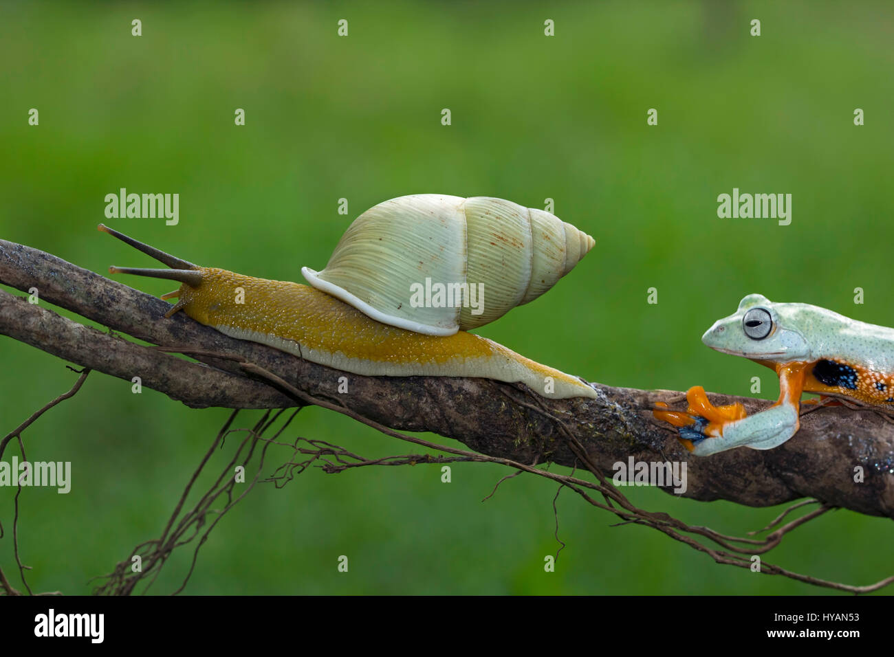 CILEDUG, INDONESIA: COULD THIS Kermit spotted hitching a lift up a branch on the back of a SNAIL be the world’s laziest frog?  Going nowhere in a hurry, this friendly Javan Tree frog can be seen casually hopping aboard the slow-paced snail who like a lonely highway trucker is only too happy to have the company.  These cute critters chew the fat until froggy reaches his destination and alights at the top of the branch. Creative Designer and amateur photographer Kurit Afsheen (34) was able to capture this special sequence while out in his back garden in Ciledug, Indonesia. Stock Photo