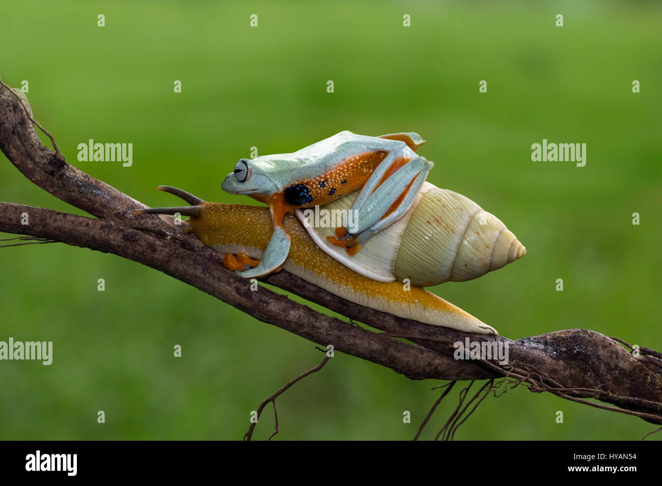 CILEDUG, INDONESIA: COULD THIS Kermit spotted hitching a lift up a branch on the back of a SNAIL be the world’s laziest frog?  Going nowhere in a hurry, this friendly Javan Tree frog can be seen casually hopping aboard the slow-paced snail who like a lonely highway trucker is only too happy to have the company.  These cute critters chew the fat until froggy reaches his destination and alights at the top of the branch. Creative Designer and amateur photographer Kurit Afsheen (34) was able to capture this special sequence while out in his back garden in Ciledug, Indonesia. Stock Photo