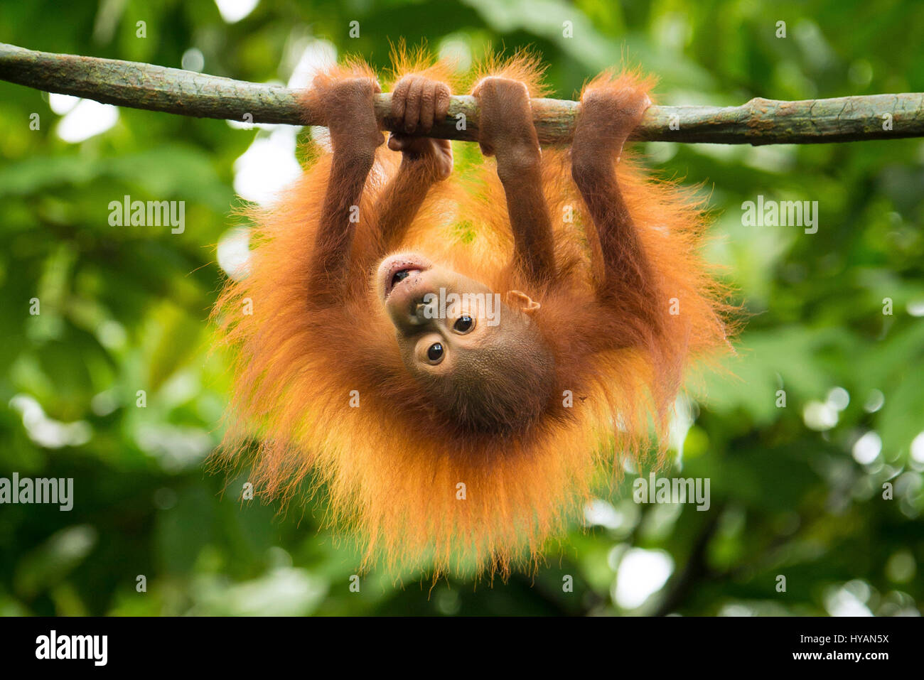 SINGAPORE: A BABY orang-utan looks like a right fur-ball as he dangles from the treetops. Other pictures show other members of the merry band of apes playing in the trees as a pair of orang-utans frolic together one pretends to be doing ballet while another does a mid-air wee. At the end of the day exhausted mum can only try to get some rest as the youngsters continue to swing around above her head. The heart-warming pictures were taken by Singapore photographer C.S. Ling (30) at the island’s Zoological Gardens. Stock Photo
