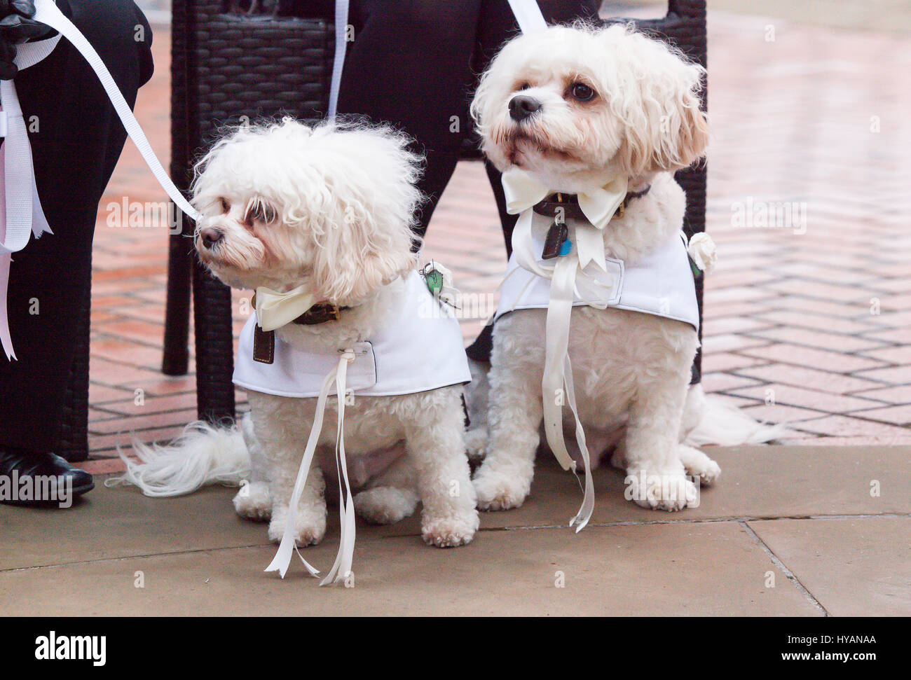 Brindley Place, Birmingham: Bridemaids watch as their friend Lady is married. A DOGGY wedding could be the most whirlwind yet as former lonely-hearts Ruffus and Lady get hitched after dating for just THREE-WEEKS. Pictures show how love-up Bichon Frise Lady (3) and Cavachon Rufus (2) were walked up the aisle by their owners and were married to the delight of 60 human and canine wedding guests. Despite the speed of their relationship the setting couldn’t be more romantic – with the UK’s only pet registrar Ann Clark (57) presiding over the pooch-wedding on a bandstand in Birmingham’s Brindley Pla Stock Photo