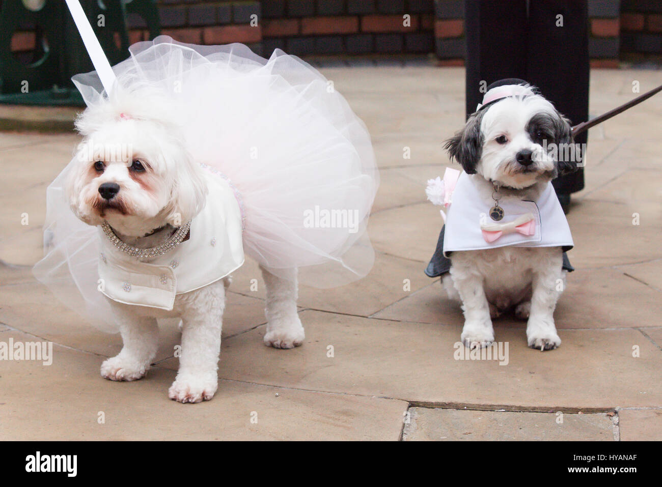 Brindley Place, Birmingham: Lady and Rufus stand together during the ceremony.  A DOGGY wedding could be the most whirlwind yet as former lonely-hearts Rufus and Lady get hitched after dating for just THREE-WEEKS. Pictures show how love-up Bichon Frise Lady (3) and Cavachon Rufus (2) were walked up the aisle by their owners and were married to the delight of 60 human and canine wedding guests. Despite the speed of their relationship the setting couldn’t be more romantic – with the UK’s only pet registrar Ann Clark (57) presiding over the pooch-wedding on a bandstand in Birmingham’s Brindley Pl Stock Photo