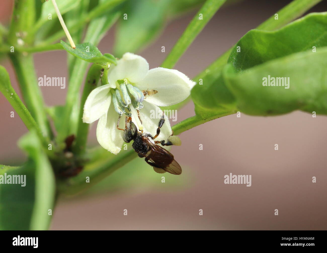A bee feeding on the pollen of a chilli flower Stock Photo Alamy