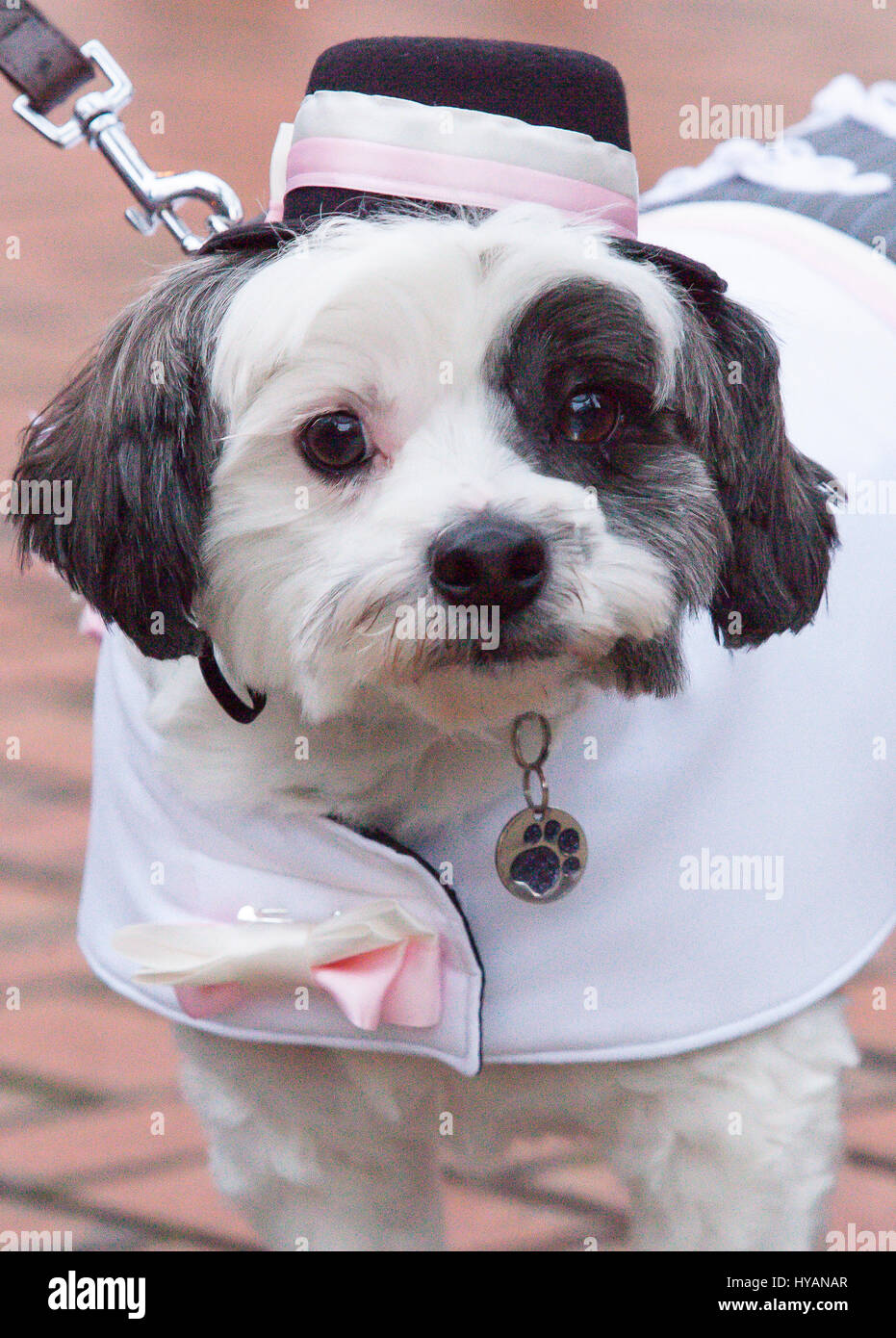 Brindley Place, Birmingham: Rufus looking exciting before the wedding. A DOGGY wedding could be the most whirlwind yet as former lonely-hearts Rufus and Lady get hitched after dating for just THREE-WEEKS. Pictures show how love-up Bichon Frise Lady (3) and Cavachon Rufus (2) were walked up the aisle by their owners and were married to the delight of 60 human and canine wedding guests. Despite the speed of their relationship the setting couldn’t be more romantic – with the UK’s only pet registrar Ann Clark (57) presiding over the pooch-wedding on a bandstand in Birmingham’s Brindley Place. The  Stock Photo