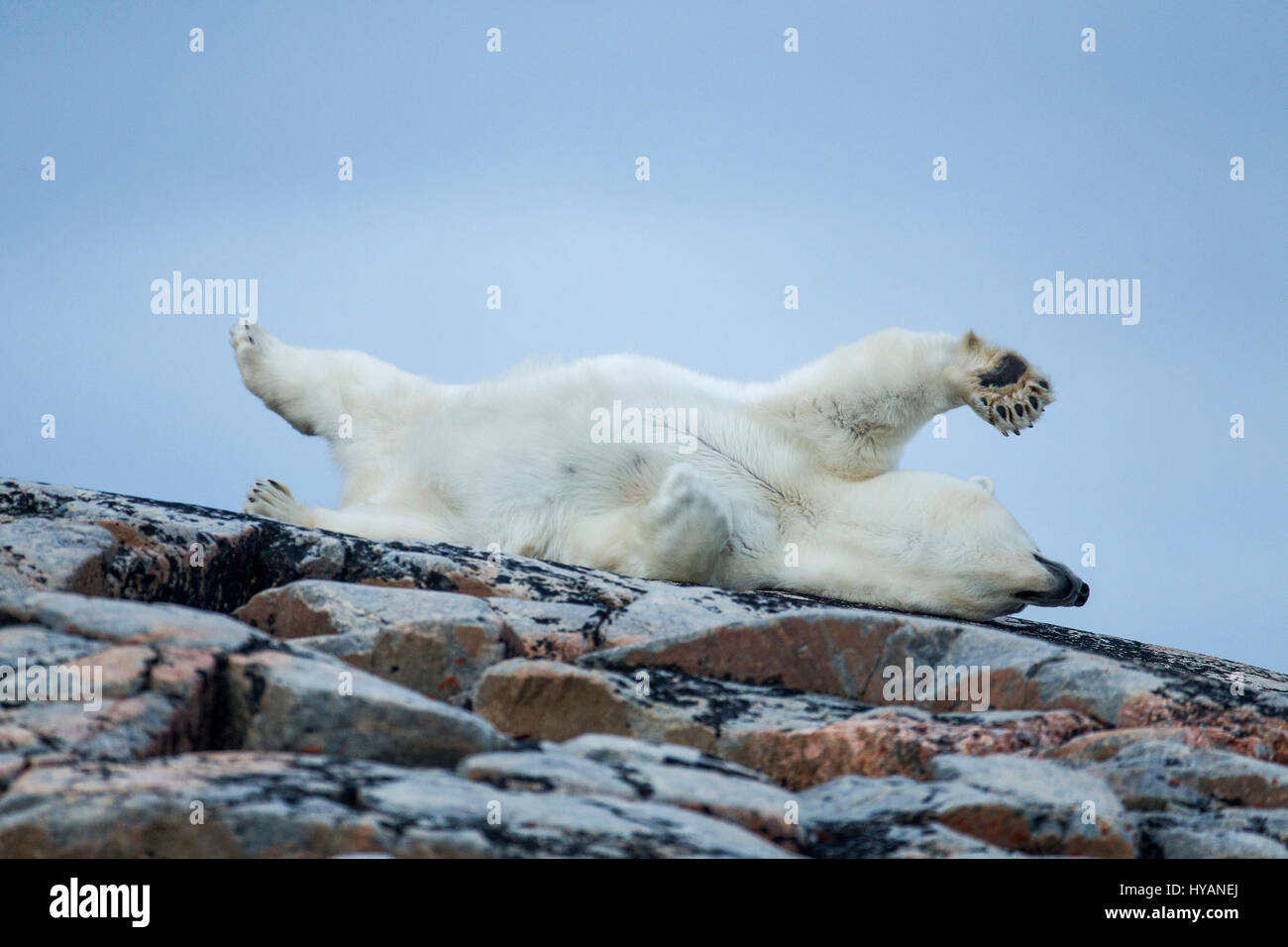 HUSDON BAY, CANADA A polar bear lounges on the shoreline. POLAR BEARS