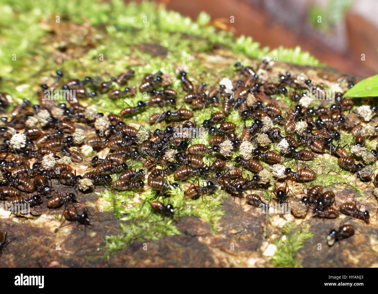 Colony of termite ants carrying their food in a jungle Stock Photo