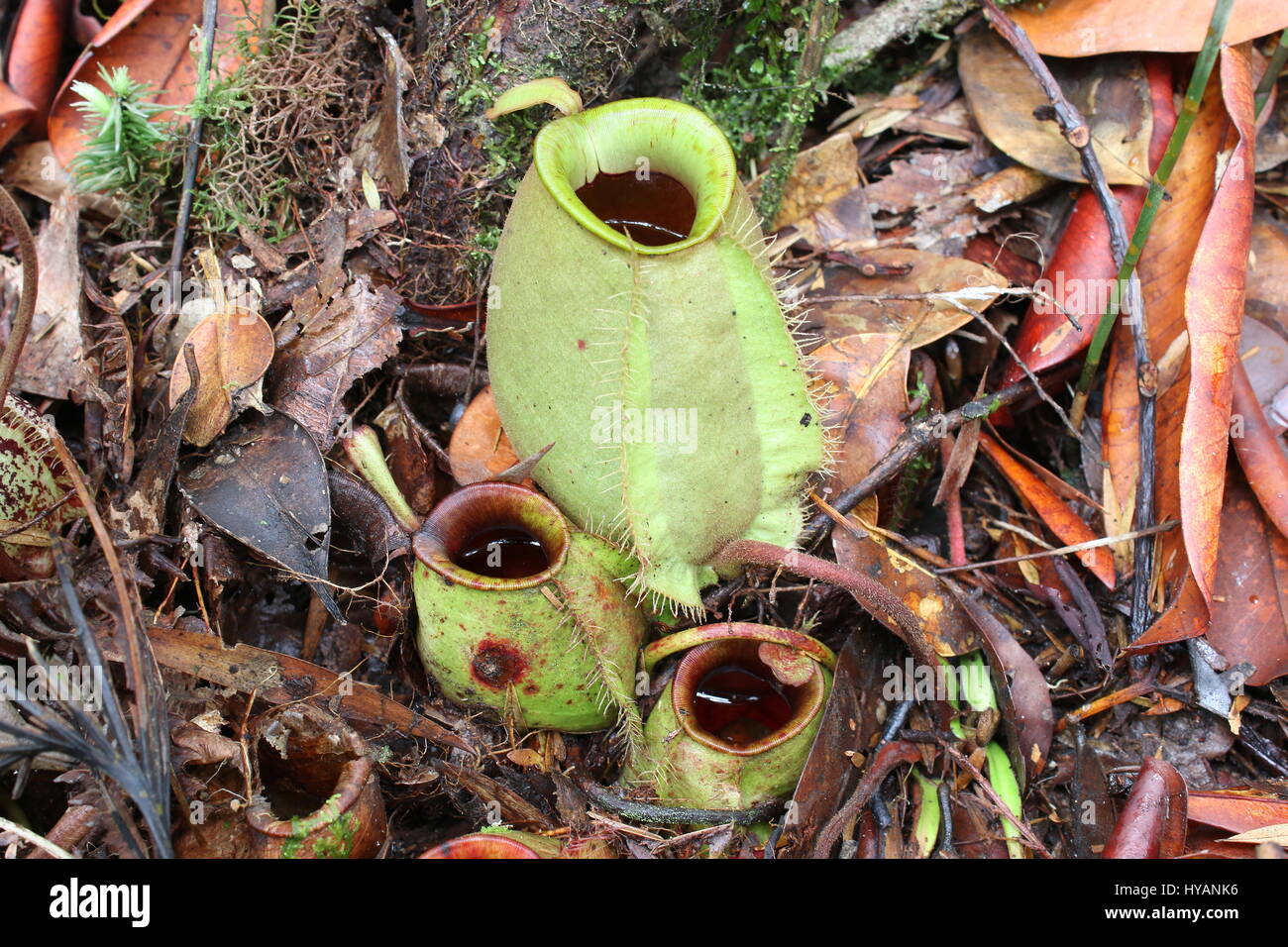 Nepenthes ampullaria on the forest ground of a tropical jungle in Malaysia Stock Photo