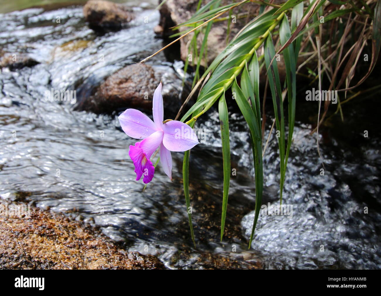 Bamboo orchid, Arundina graminifolia, growing in the wild over a jungle stream Stock Photo