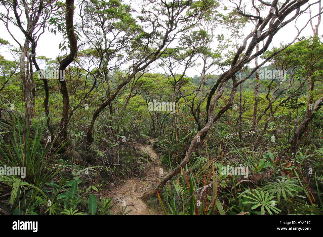 A jungle trail that goes through a bonsai tree forest in a tropical jungle Stock Photo