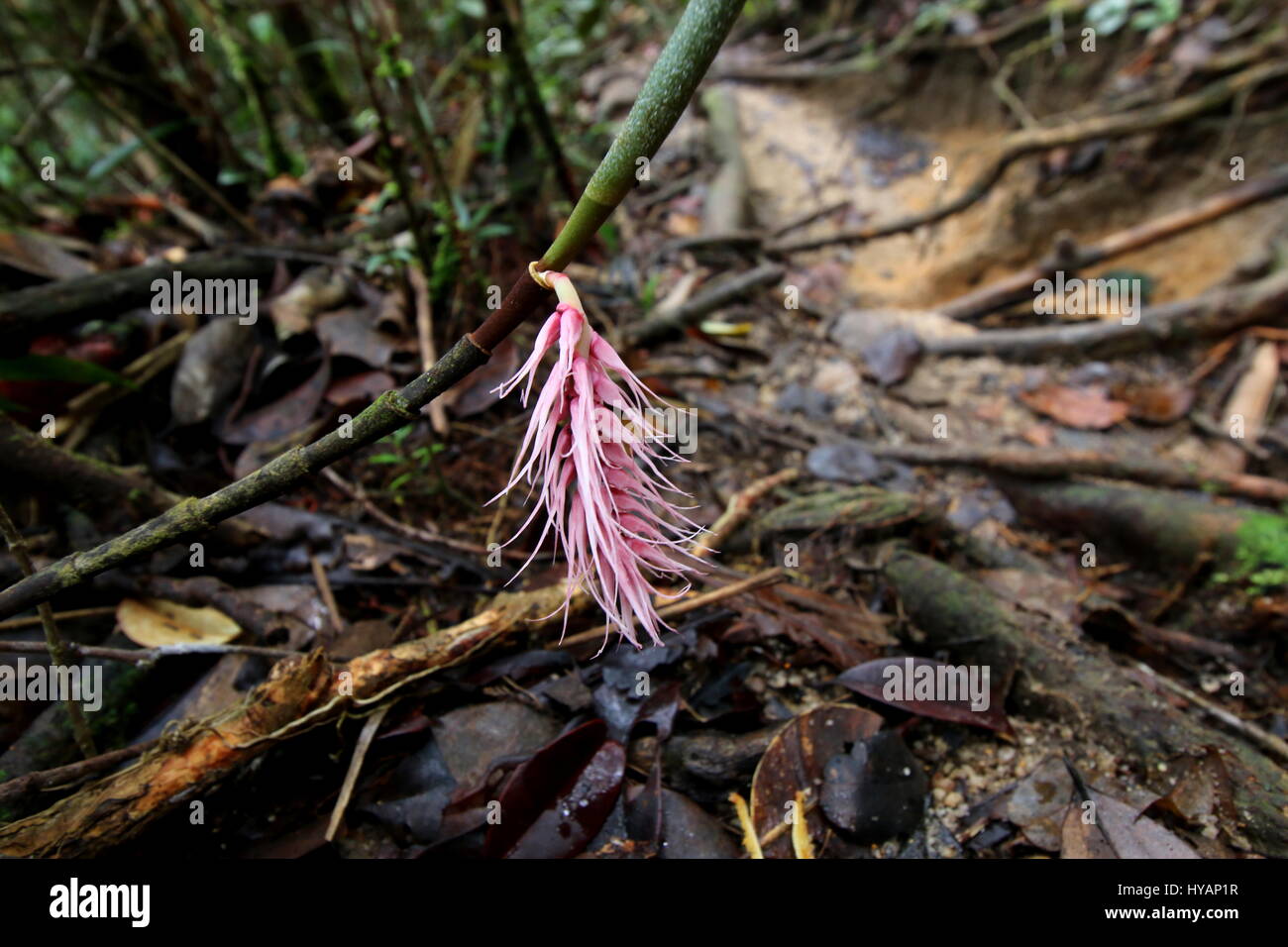 Pink wild flower growing along a jungle trail in a tropical jungle Stock Photo