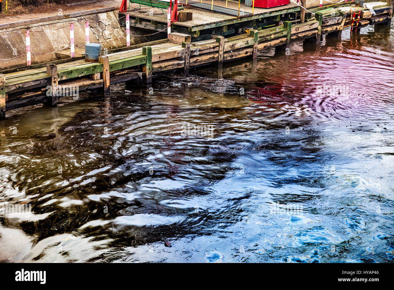 Crude oil spill on the water environment pollution Stock Photo