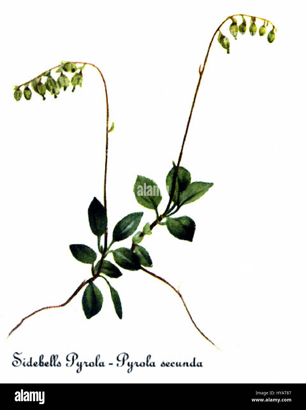Botanical illustration pyrola hi-res stock photography and images - Alamy