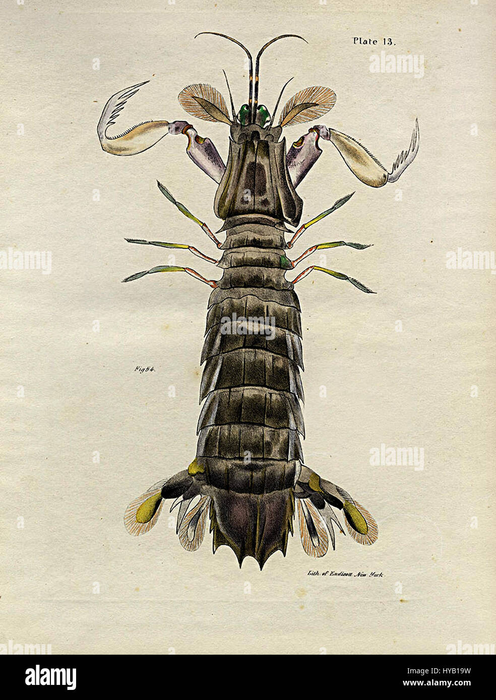 This illustration from De Kay and Hill’s work on Crustacea showcases detailed depictions of various species of crustaceans. The plate offers a scientific approach to marine life, emphasizing anatomical features and classification. Stock Photo