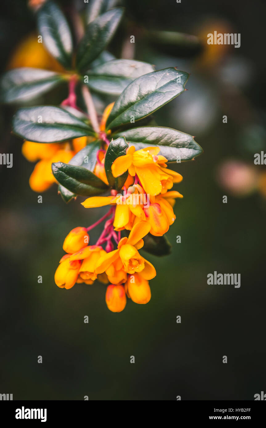 Orange tree flowers hires stock photography and images Alamy
