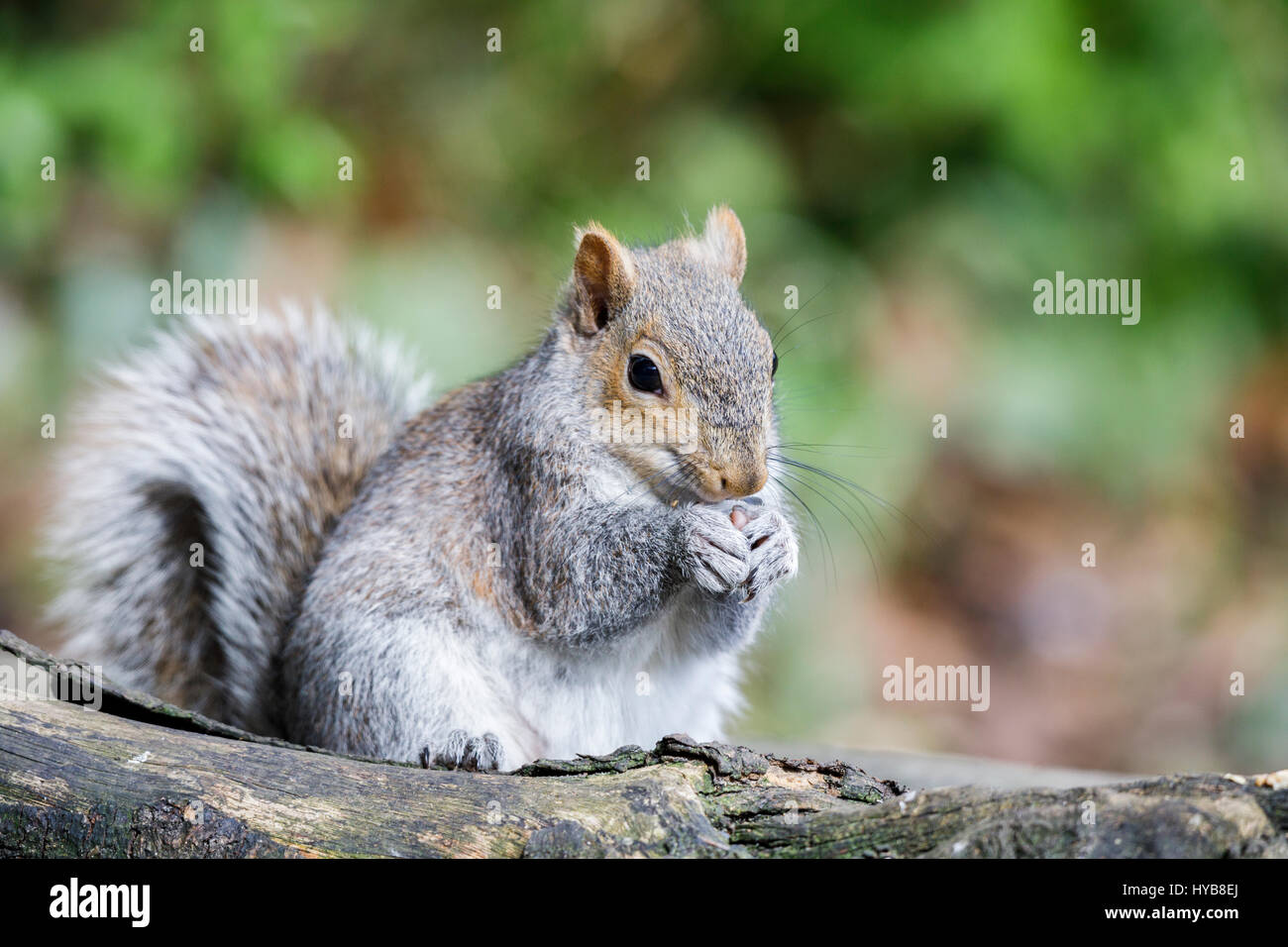 American grey squirrel, Sciurus carolinensis, sitting up eating from its paws and looking cute and appealing in a Surrey garden in spring Stock Photo