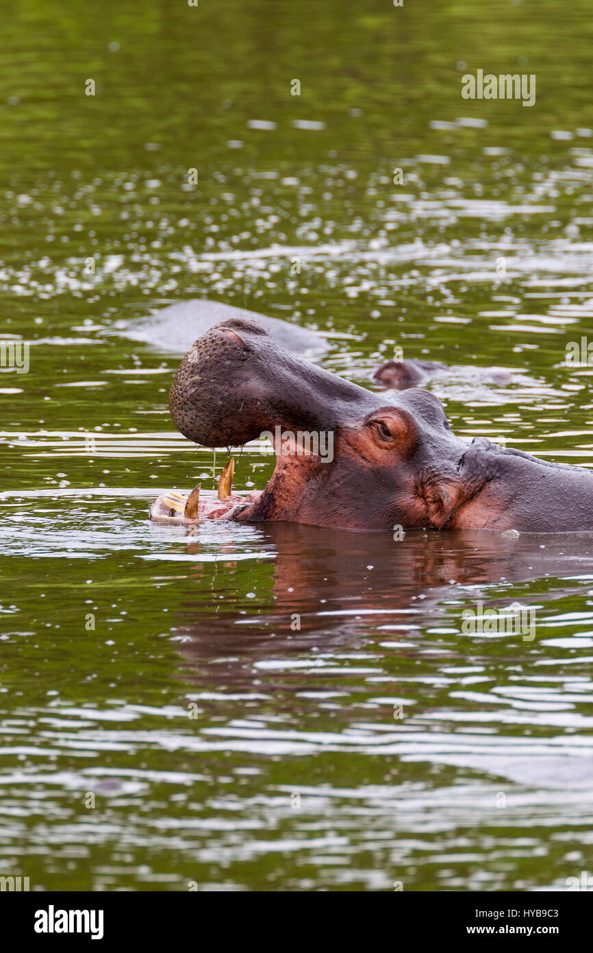 Hippopotamus (Hippopotamus amphibious) in a pool yawning, Masai Mara National Reserve, Kenya Stock Photo