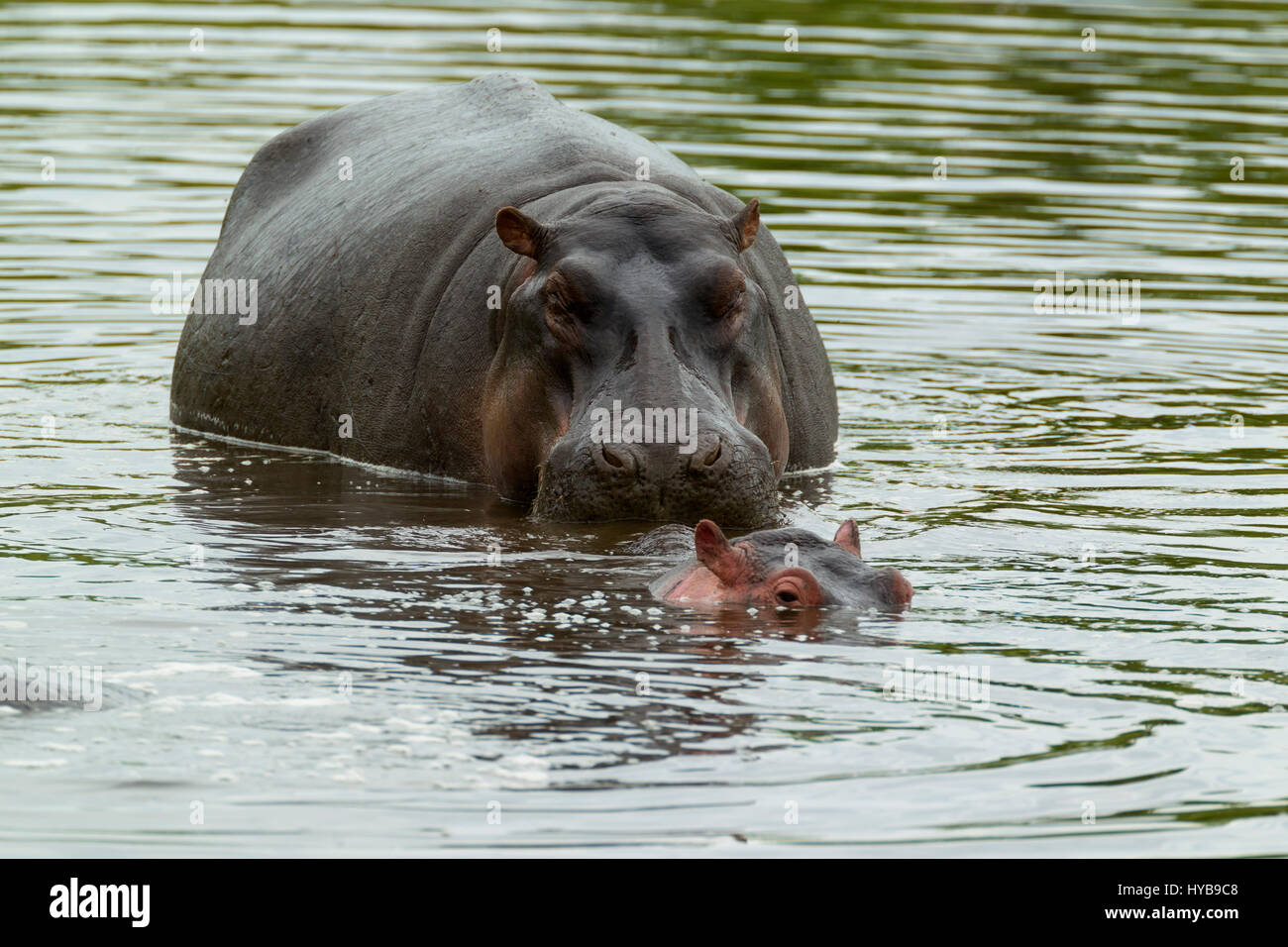 Hippopotamus (Hippopotamus amphibious) adult and calf in a pool, Masai Mara National Reserve, Kenya Stock Photo