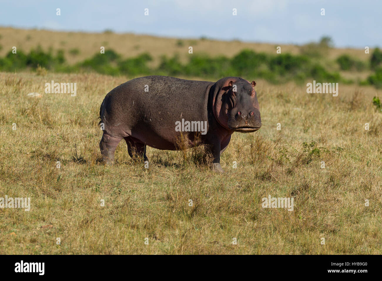 Hippopotamus (Hippopotamus amphibious) walking across grassland, Masai Mara National Reserve, Kenya Stock Photo
