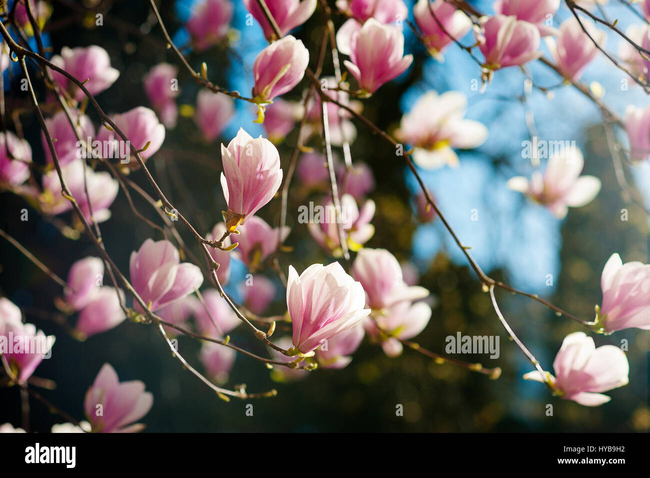 blooming magnolia soulangeana tree with pink flowers Stock Photo - Alamy