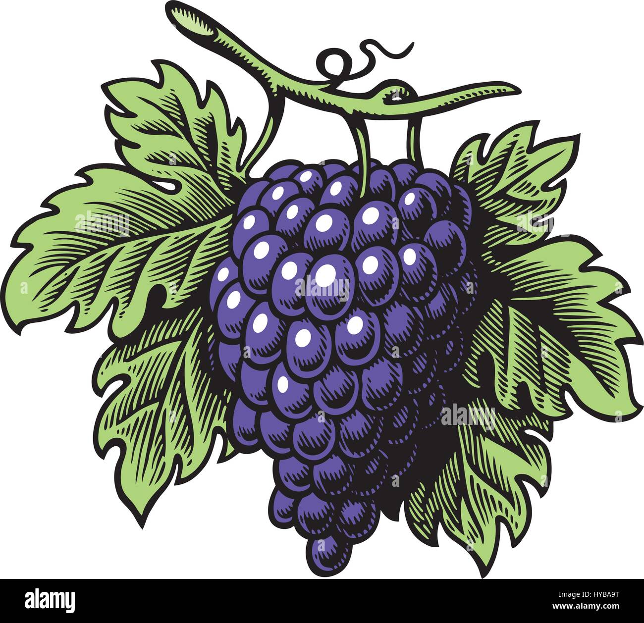 Bunch Of Purple Grape Vector Image Stock Vector