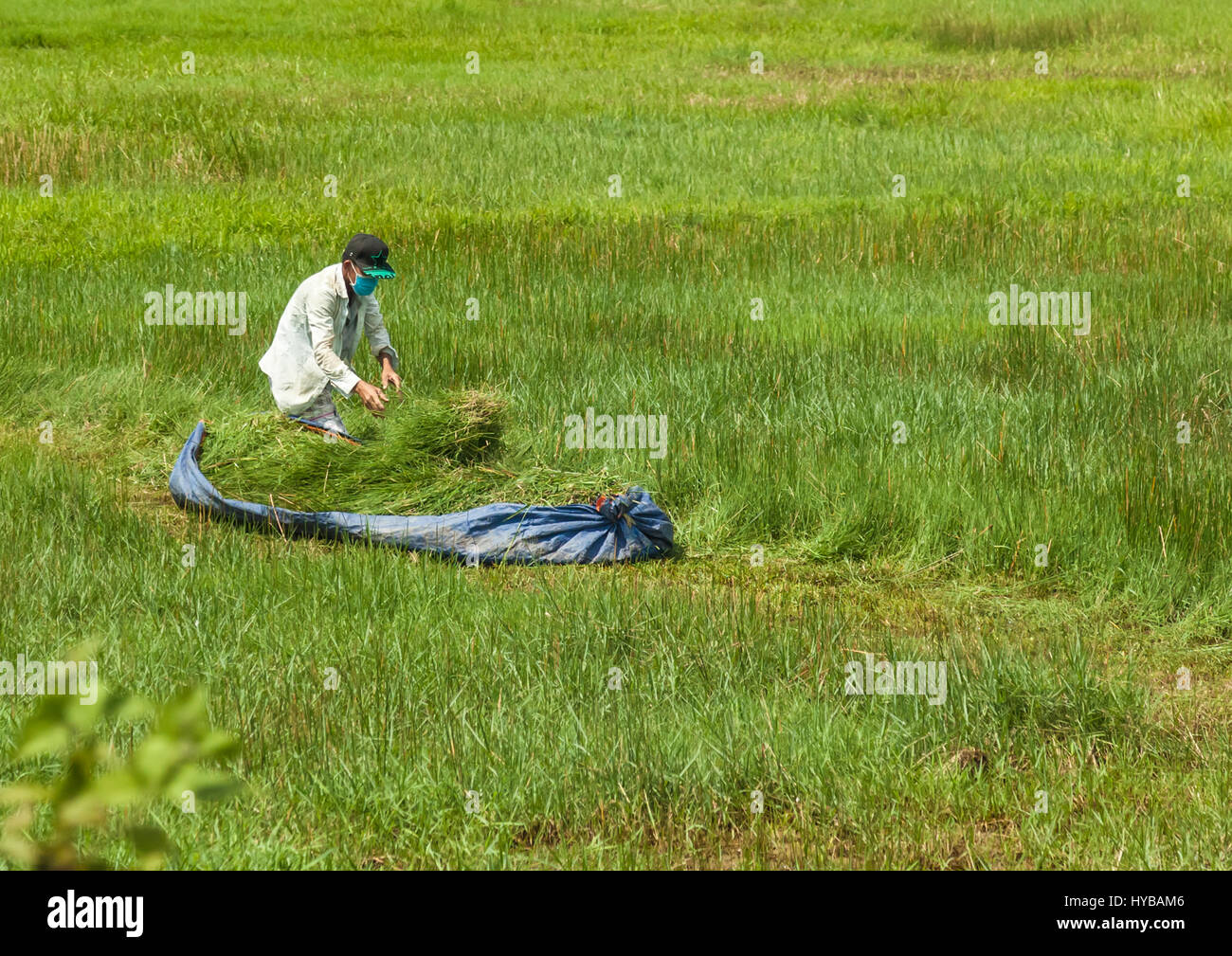 It's harvest time for the rice farmers near Saigon Stock Photo