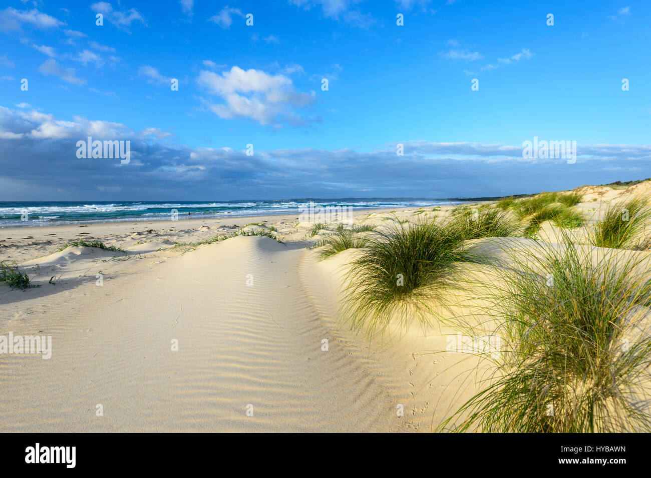 Picturesque sand dunes and grass tufts at Conjola Beach, Shoalhaven, South Coast, New South Wales, NSW, Australia Stock Photo