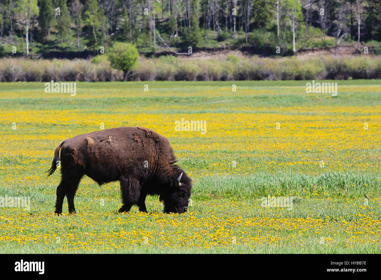 Wild bison on great plains Stock Photo Alamy