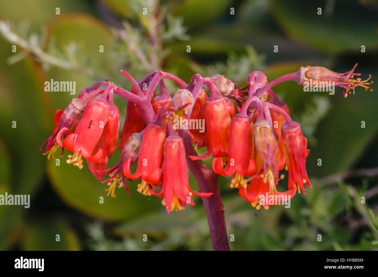 Phygelius Red flowers on soft focus background Stock Photo