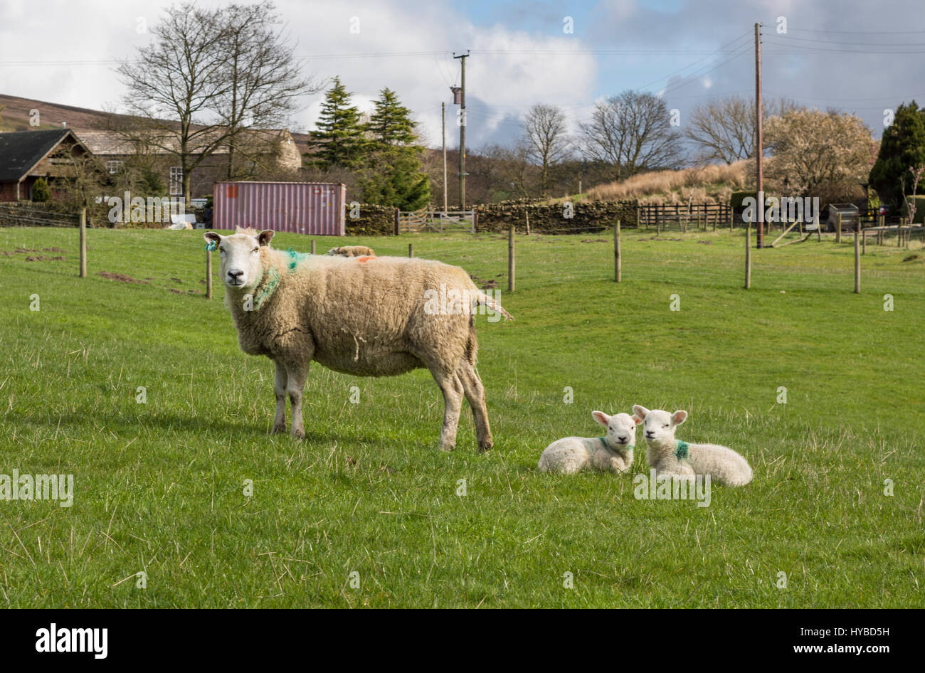 Sheep and Lambs in the beautiful Yorkshire Dales Stock Photo