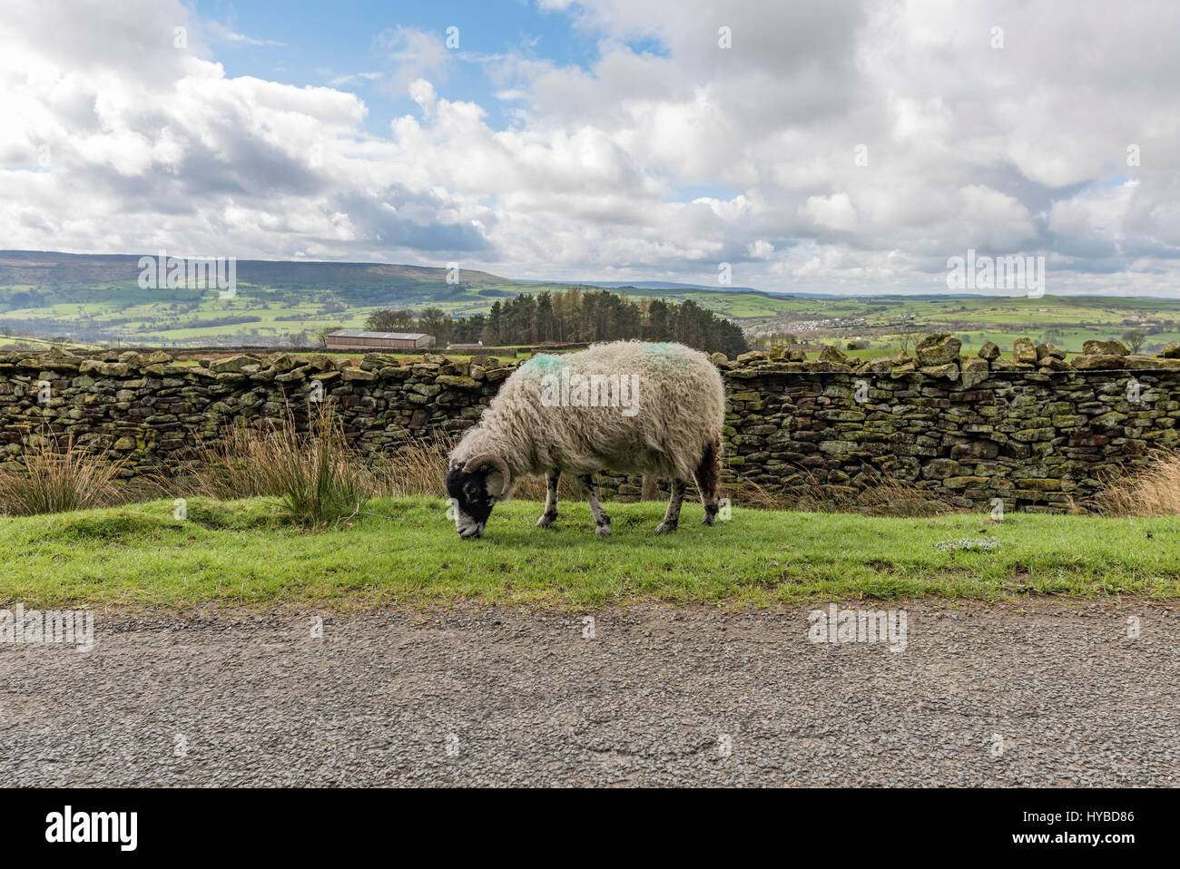 Sheep and Lambs in the beautiful Yorkshire Dales Stock Photo