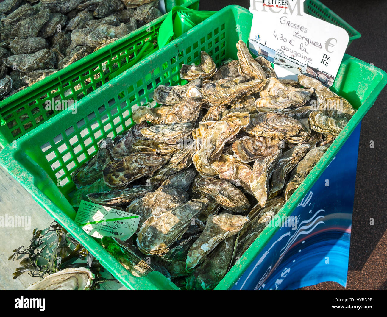 Fresh Atlantic Oysters on sale. Stock Photo