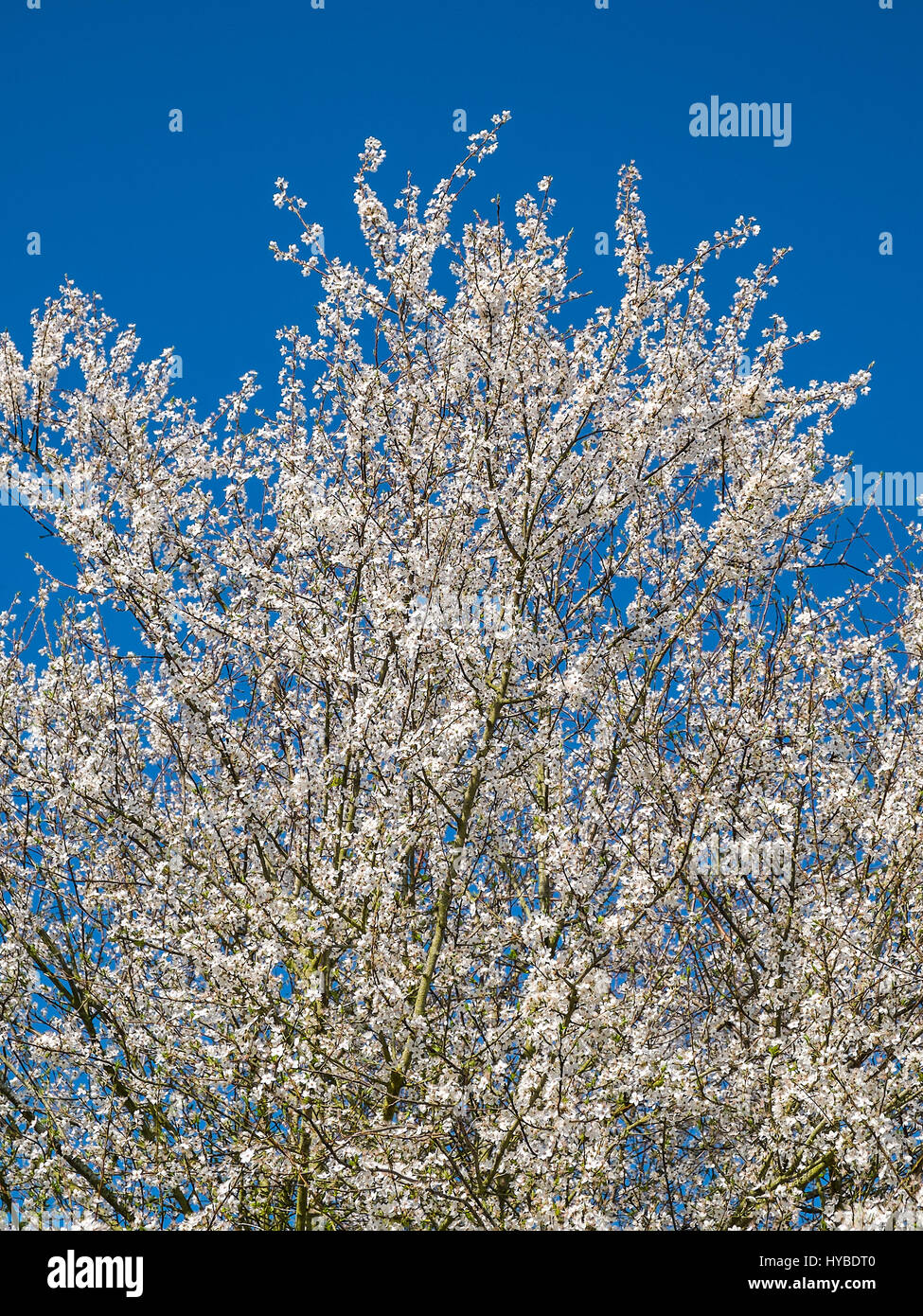 White blossom on Mirabelle tree, France. Stock Photo
