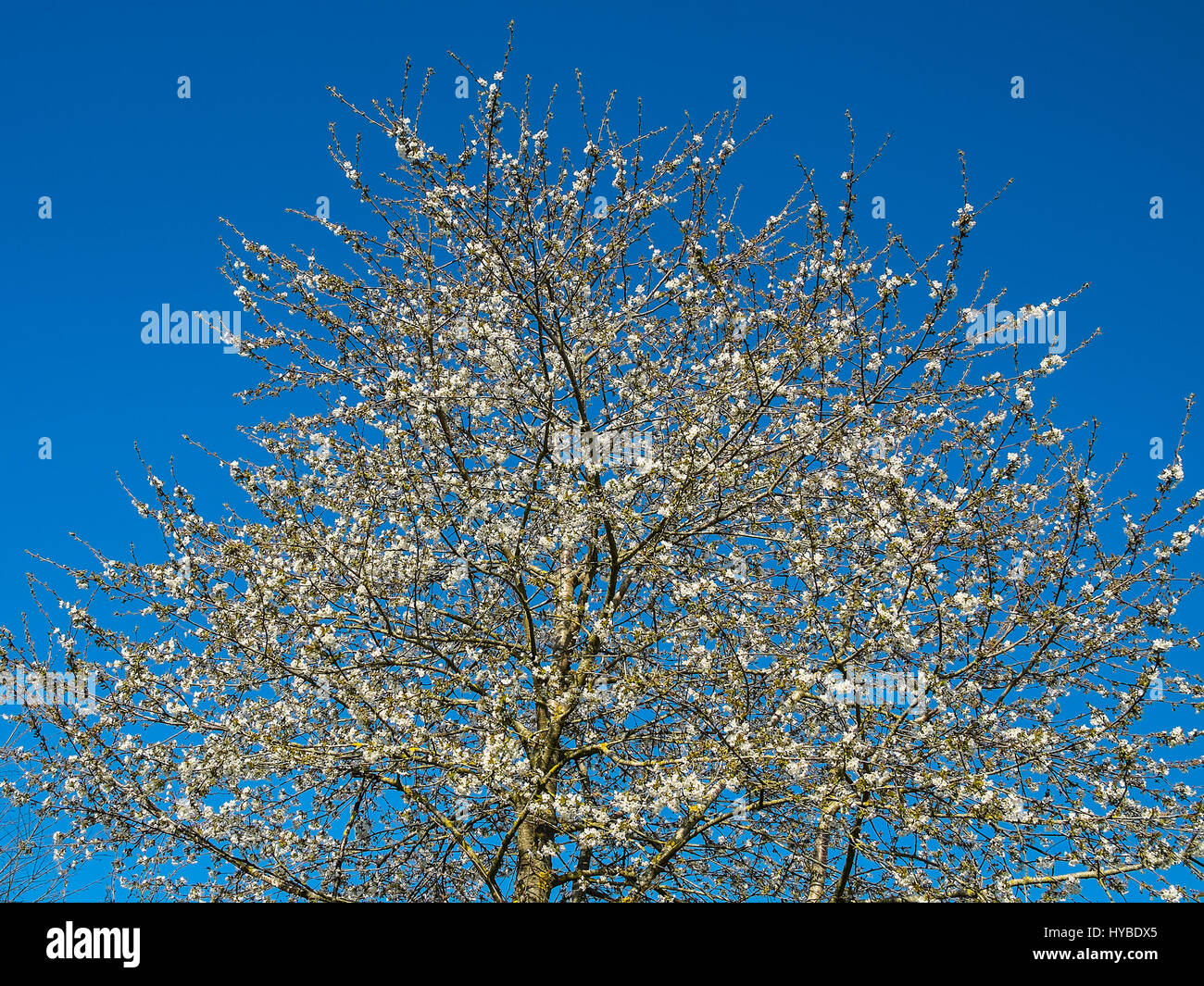 Cherry blossom (Prunus avium) tree Stock Photo