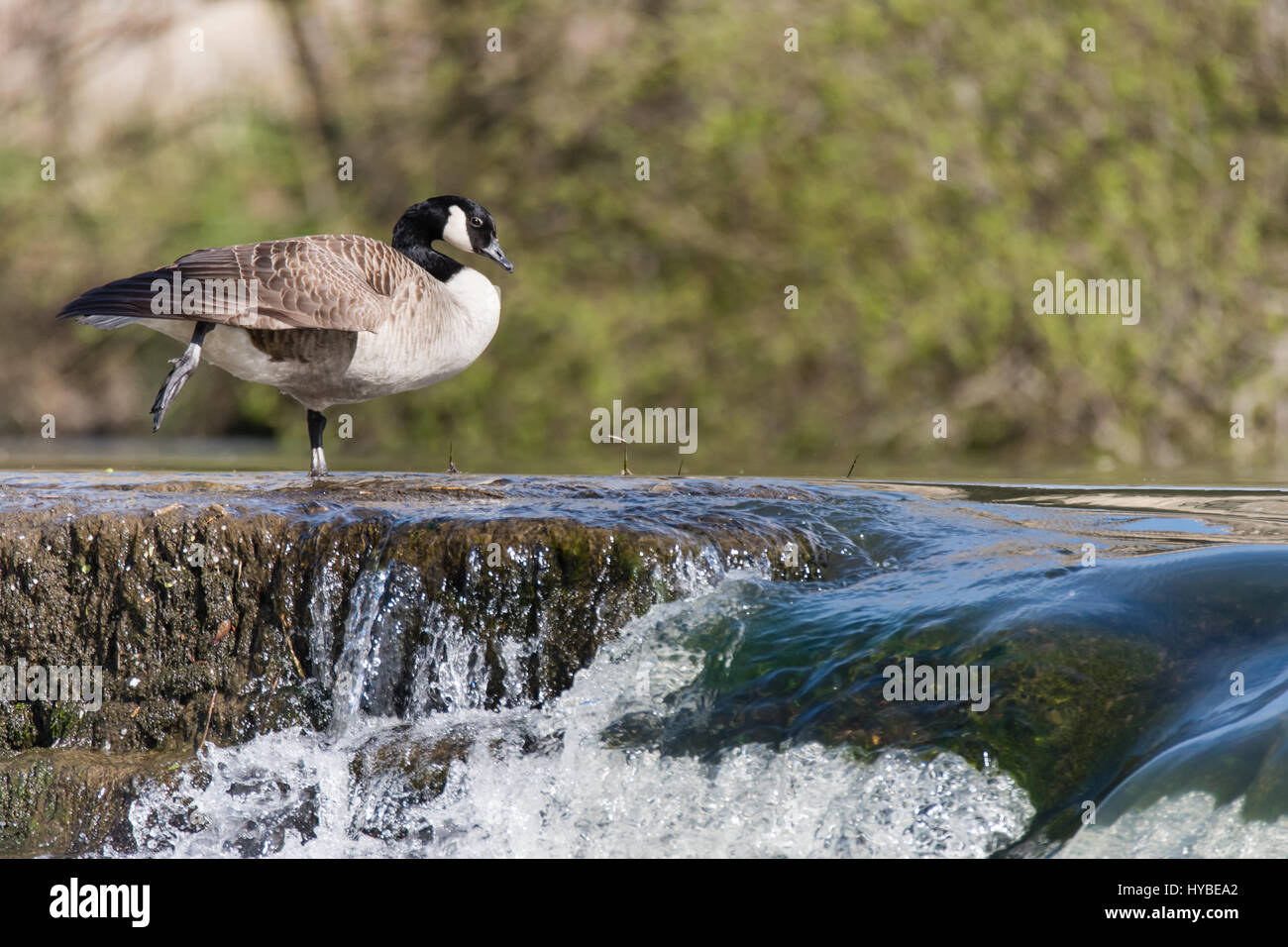 Canada goose (Branta canadensis) standing on waterfall. Large black and white bird in the family Anatidae resting atop of water flowing over weir Stock Photo