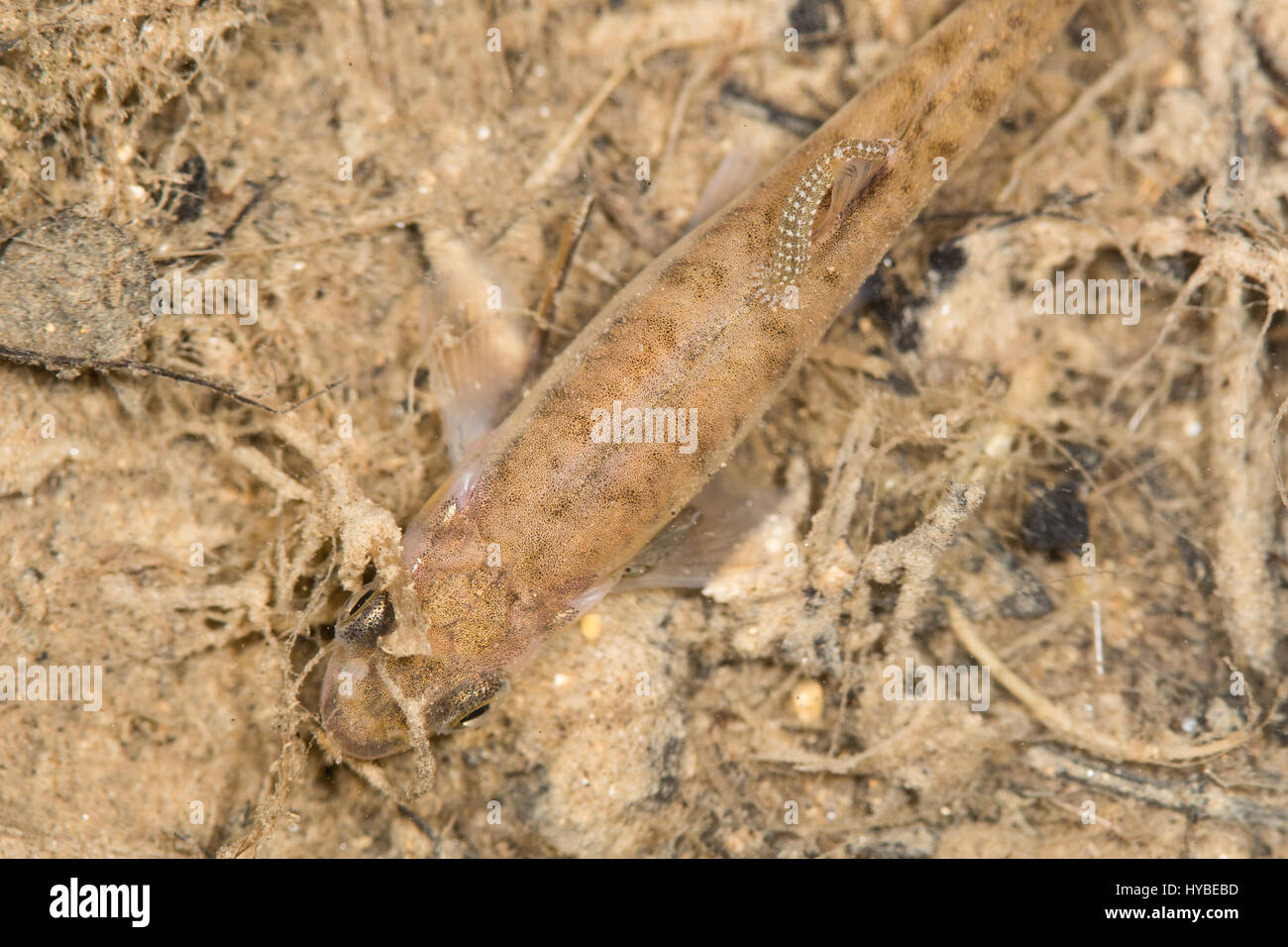 Leech (Hemiclepsis marginata) feeding on freshwater fish. Small fish with parasite attached in small tributary to River Avon. Uncertain identification Stock Photo