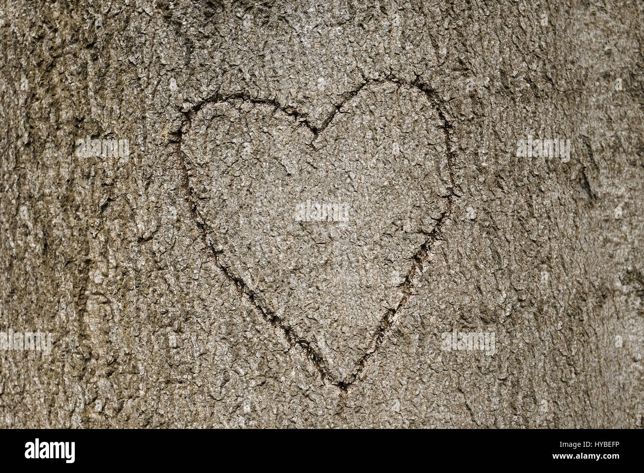 heart shape carved into tree Stock Photo