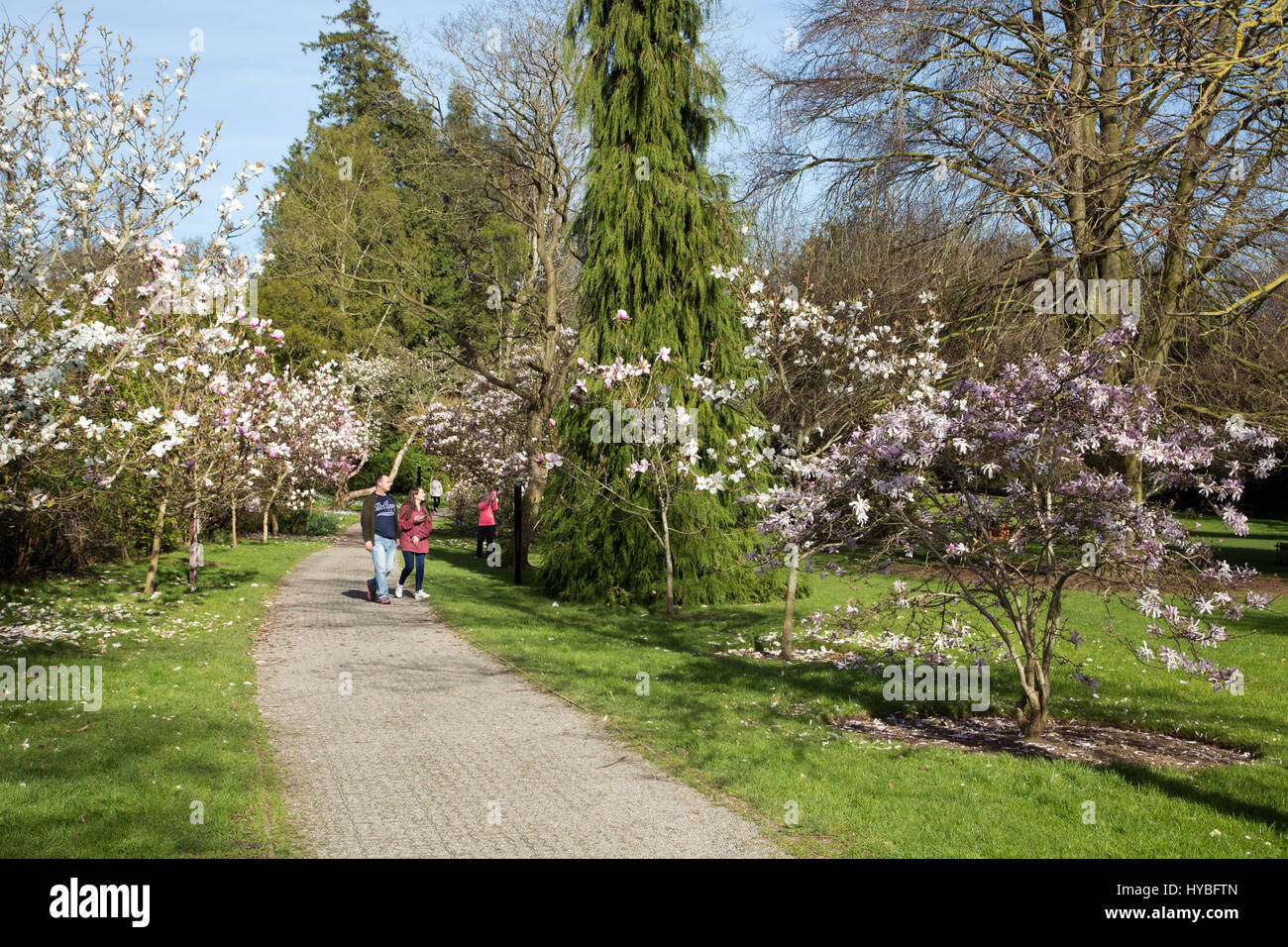 Magnolia trees in the Phoenix Park, Dublin city, Ireland. Stock Photo